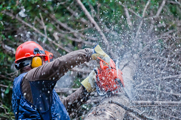 digital marketing for tree services